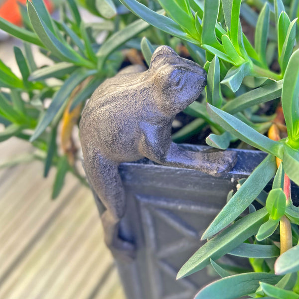 Pot Froggy Ornament