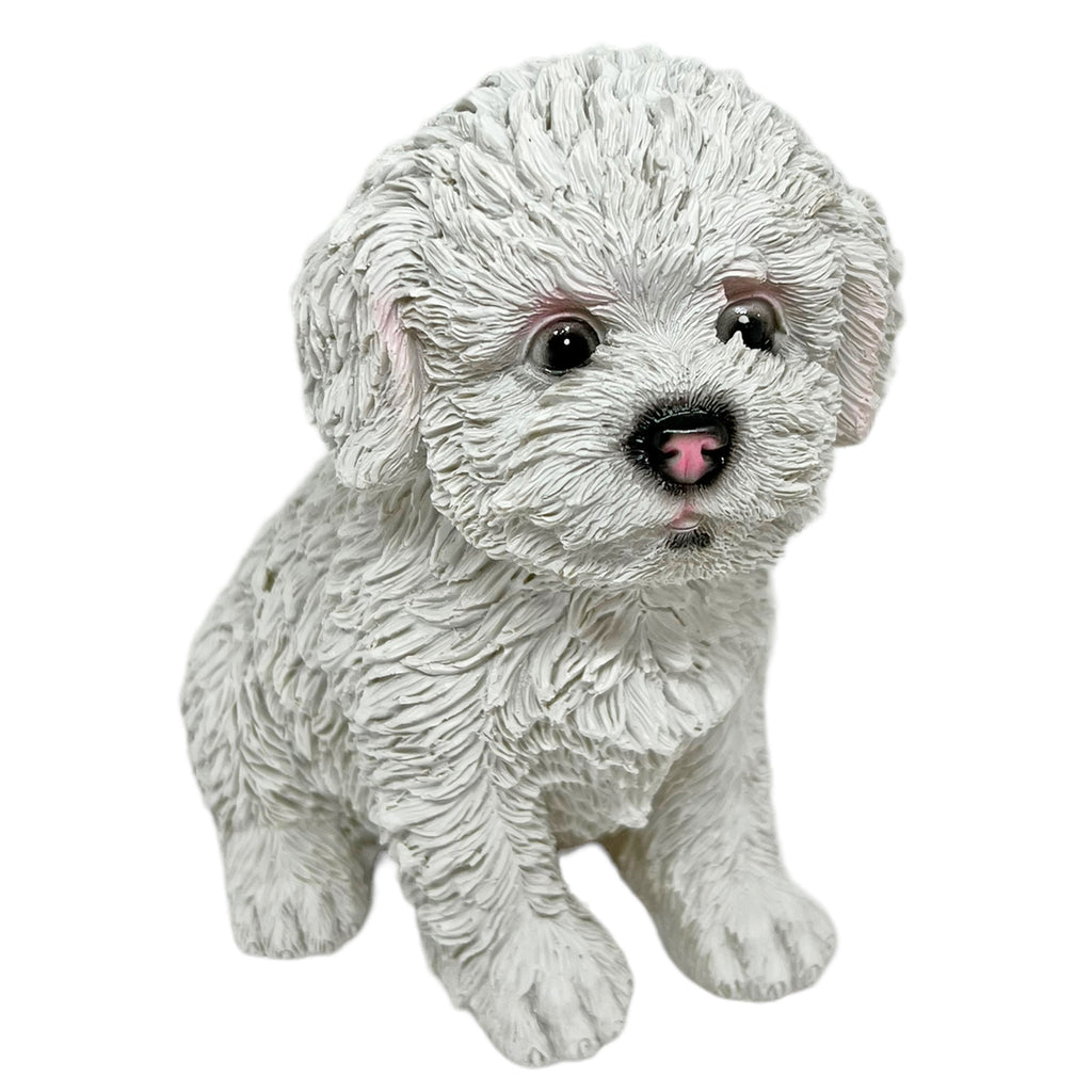 Bichon Frise Dog