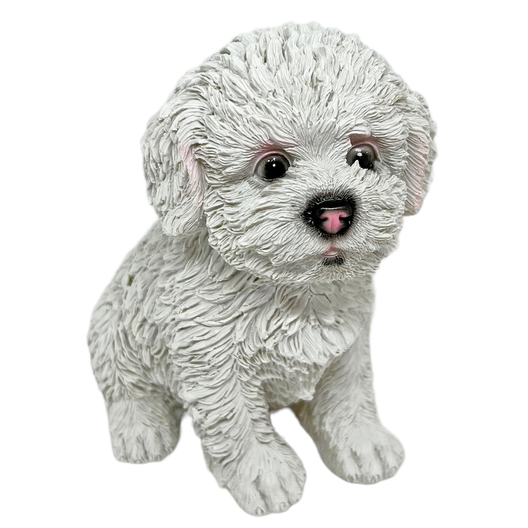 Bichon Frise Dog